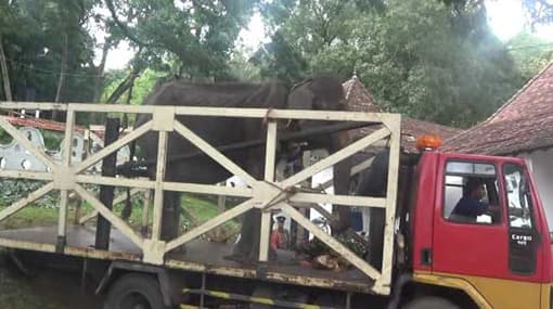 70-year-old ‘Tikiri’ taken back to Kegalle following controversy