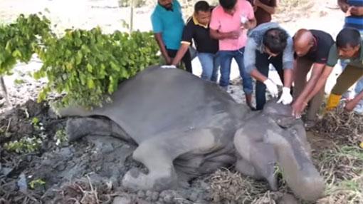 Elephant shot by hunters fighting for its life