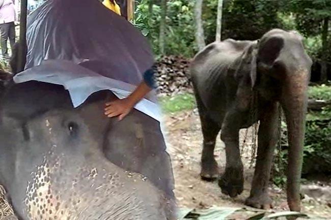 78-year-old elephant ‘Tikiri’ dies