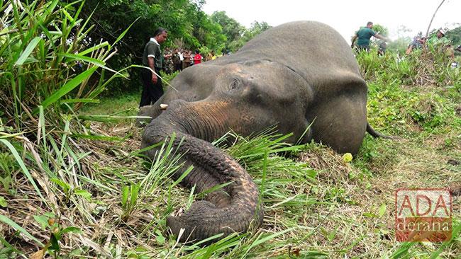Number of dead female elephants found in Habarana climbs to 7