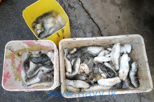 Eleven held with 340 kg of Sea Cucumber