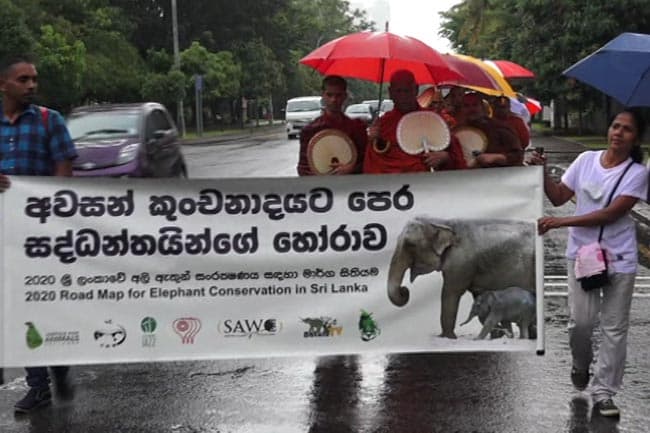 Sobitha Thero’s plea to safeguard elephants in Sri Lanka