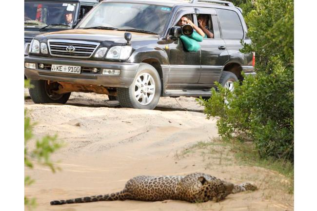 Will dedicate my life to conserve local leopards, Sajith tweets