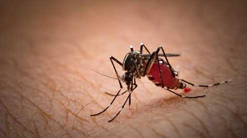 Over 78,000 dengue cases reported this year