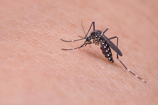 Death toll from dengue fever on the rise