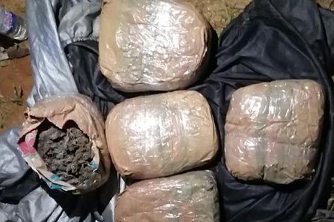 Navy seizes nearly 10kg of Kerala Cannabis from Mannar