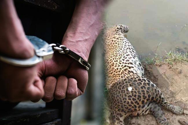 Three arrested over leopard killing at Udawalawe National Park