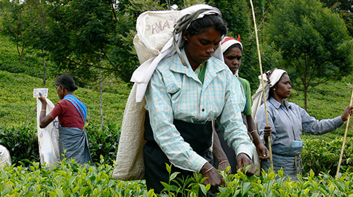Rs 1,000 daily wage for estate workers from March 1