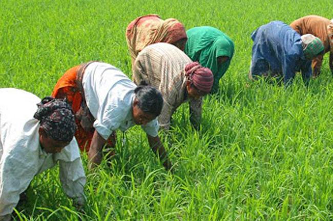 Cabinet approves distribution of free eco-friendly fertilizer for farmers