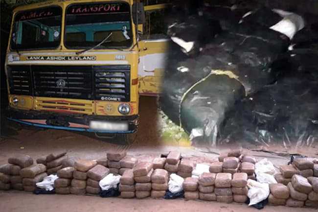 Army arrests man transporting 323kg of Kerala Cannabis
