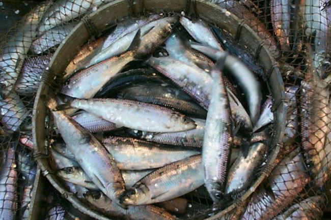 Govt. allocates Rs 600 Mn to procure fish harvest