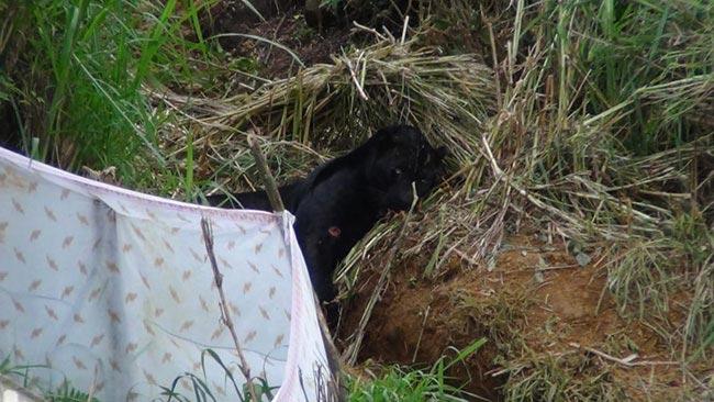 Suspect arrested over setting up trap for rare black panther