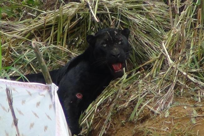 Court calls for autopsy on black panther