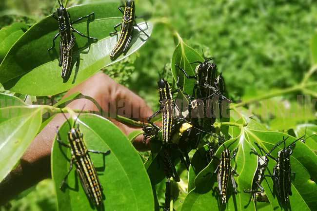 Farmers requested to inform of yellow-spotted grasshopper invasions