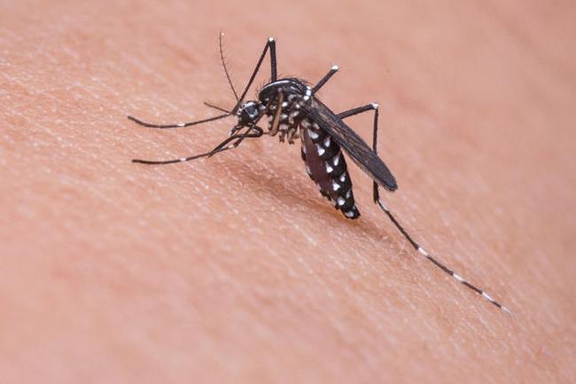 Three-day dengue prevention campaigns in 6 districts from tomorrow