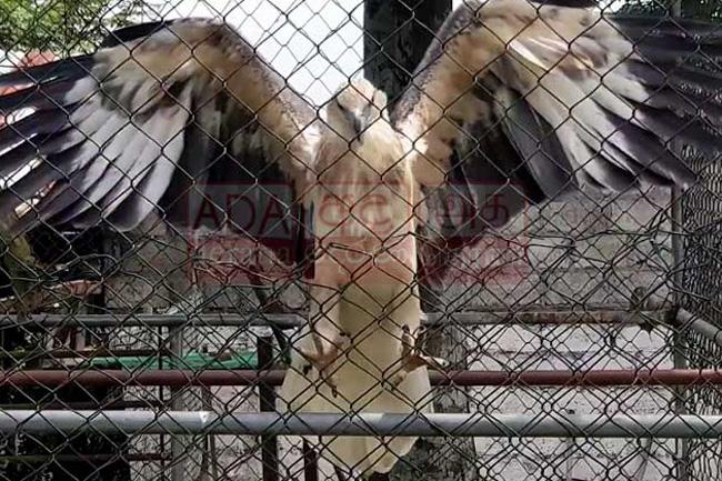 Angoda Lokka’s drug carrier hawk-eagle to be sent to Dehiwala Zoo
