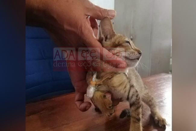 Cat “smuggling” heroin & other contraband into prison captured