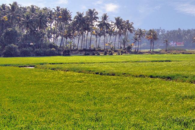 Clear deeds within 3 months for lands without any issues