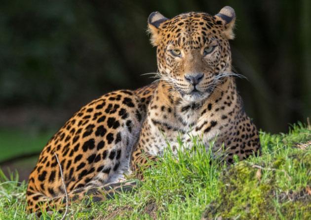 British zoo mourns death of Sri Lankan leopard