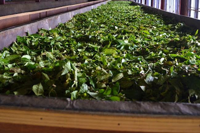 President instructs Police to continue crackdown on substandard tea production
