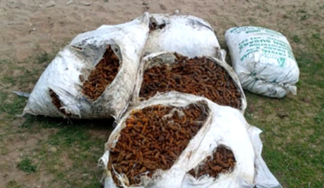 Over 1,000 kg of smuggled turmeric recovered