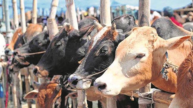 Cabinet approval to ban cattle slaughter in Sri Lanka