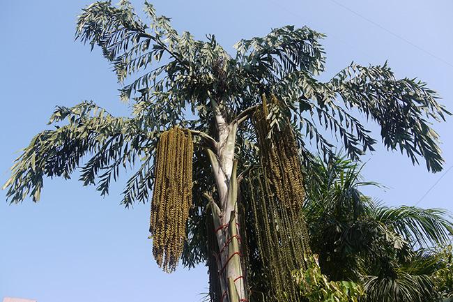 Cabinet nod to name Kitul a major plantation crop