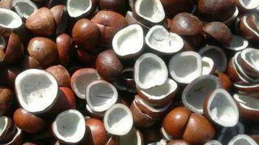 Cabinet nod to import frozen coconut kernels