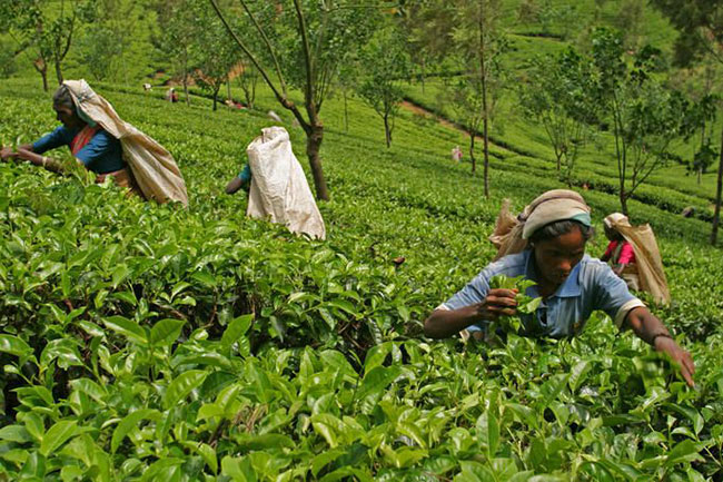 Cabinet approval to raise daily wage of estate sector workers