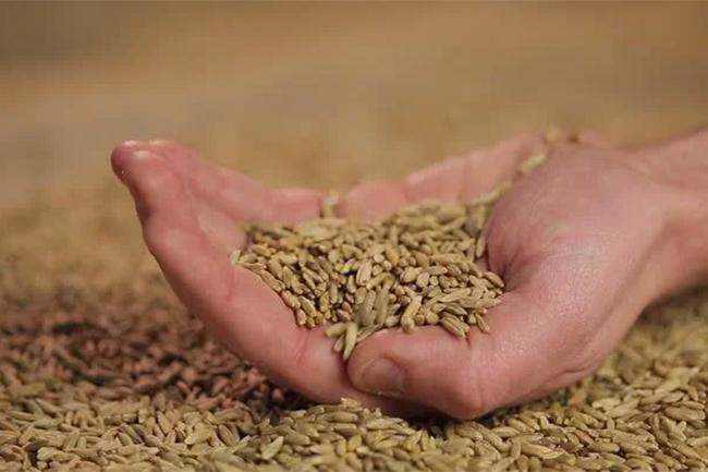 Over Rs. 16 billion allocated to purchase paddy for Maha Season