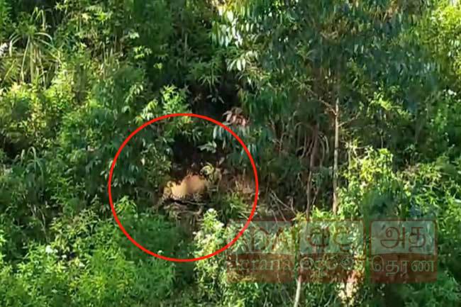 Another leopard found caught in trap