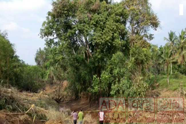 Expressway to be built without uprooting ‘Crudia zeylanica’ tree