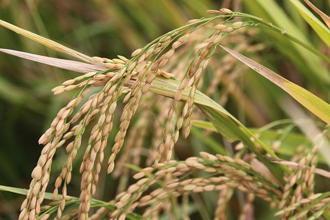 Govt. to purchase paddy from farmers at competitive prices
