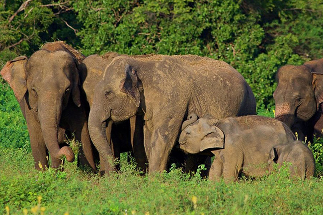 Cabinet nod to gazette Wild Elephant Management Reserve