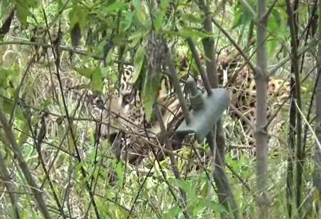 Leopard caught in snare trap at Bopaththalawa Farm dies