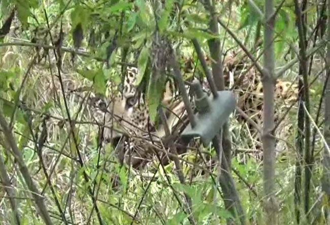 Leopard caught in snare trap at Bopaththalawa Farm dies