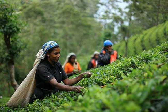 Estate workers will be paid Rs.1,000 from April onward – Minister