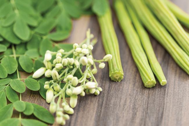 National program to be launched to distribute 1 million Moringa plants