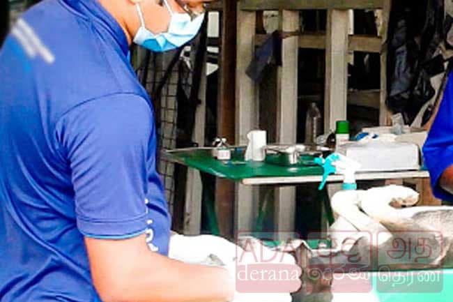 No record that animals transmit COVID-19 to humans - Veterinarians’ Association