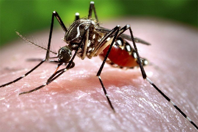 India’s Kerala state on alert after detection of Zika virus