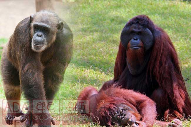 More animals at Dehiwala Zoo contract coronavirus