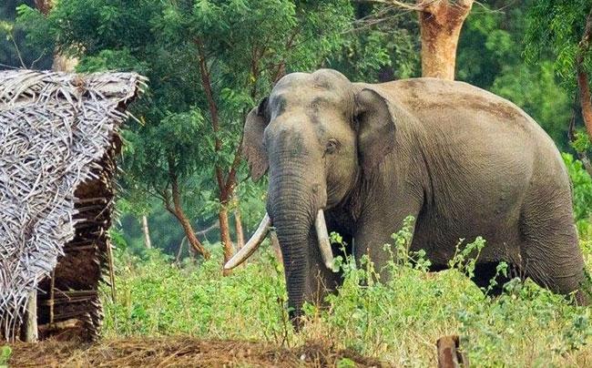 COPA report recommends urgent changes to policy pursued to prevent human-elephant conflict