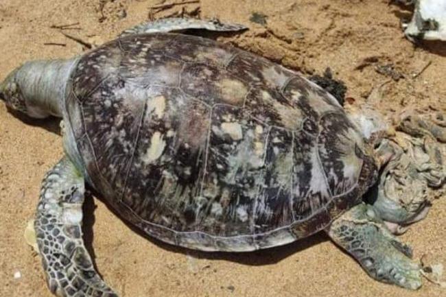 X-Press Pearl disaster: Court briefed on death toll of sea animals