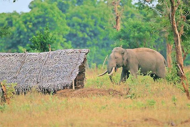 Compensation for damages caused by wild animal attacks to be increased