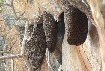 Won’t remove wasp nests from Sigiriya – Wildlife Minister
