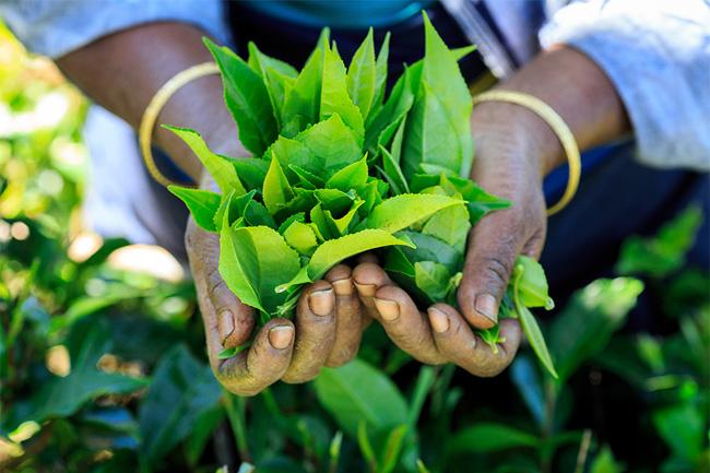 Steps taken to import fertilizer required for tea cultivation - Minister