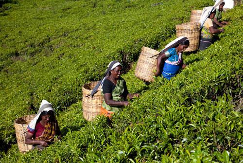 Sri Lanka’s Malaiyaha Tamils living in inhumane, degrading conditions: UN expert