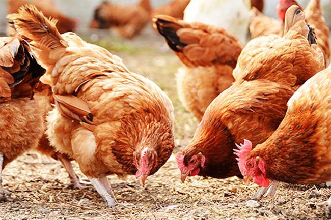 At least 8,200 chickens dead in poultry farm fire