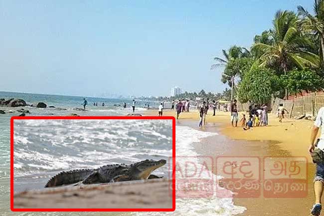 Diver killed in crocodile attack in Dehiwala