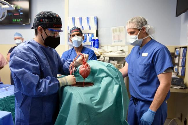 In world’s first, US man gets heart transplant from genetically-modified pig